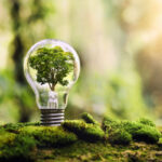 tree_growing_on_light_bulb_with_sunshine_in_nature._saving_energy_and_eco_concept