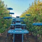 Tevel's Flying Autonomous Robots bei der Apfelernte